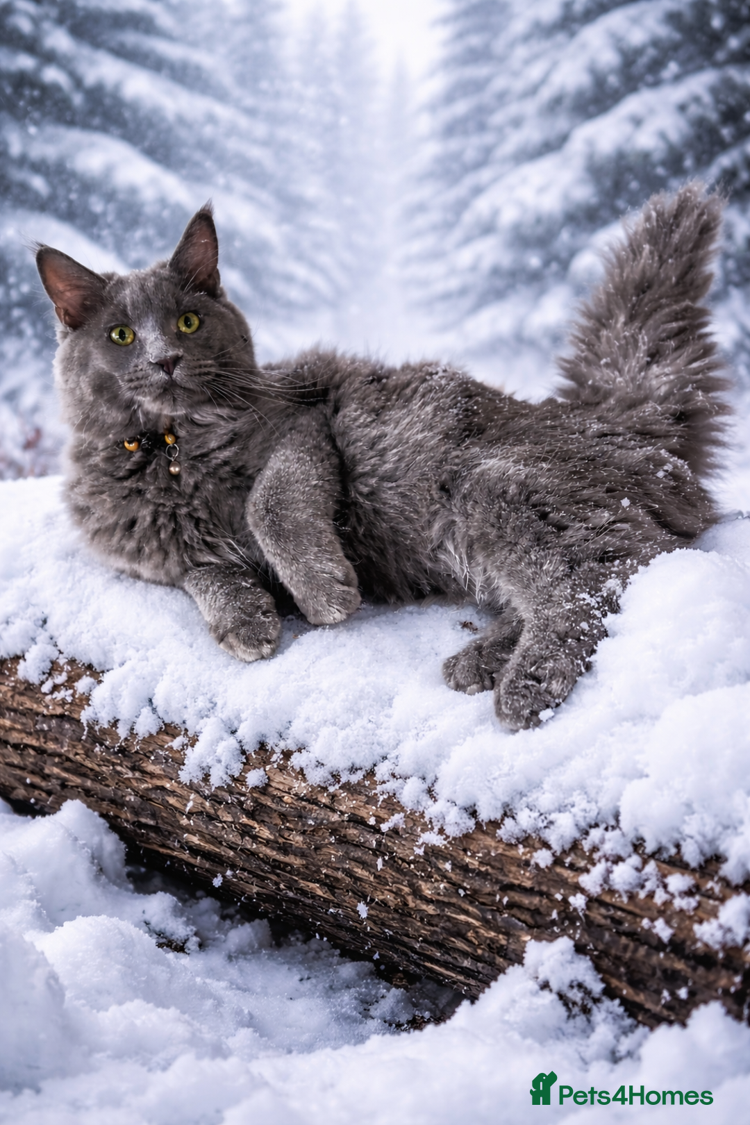 Maine Coon cats for sale: Gccf MaineCoon Kitten Exceptional Russian Lines 🌟 - Advert 11