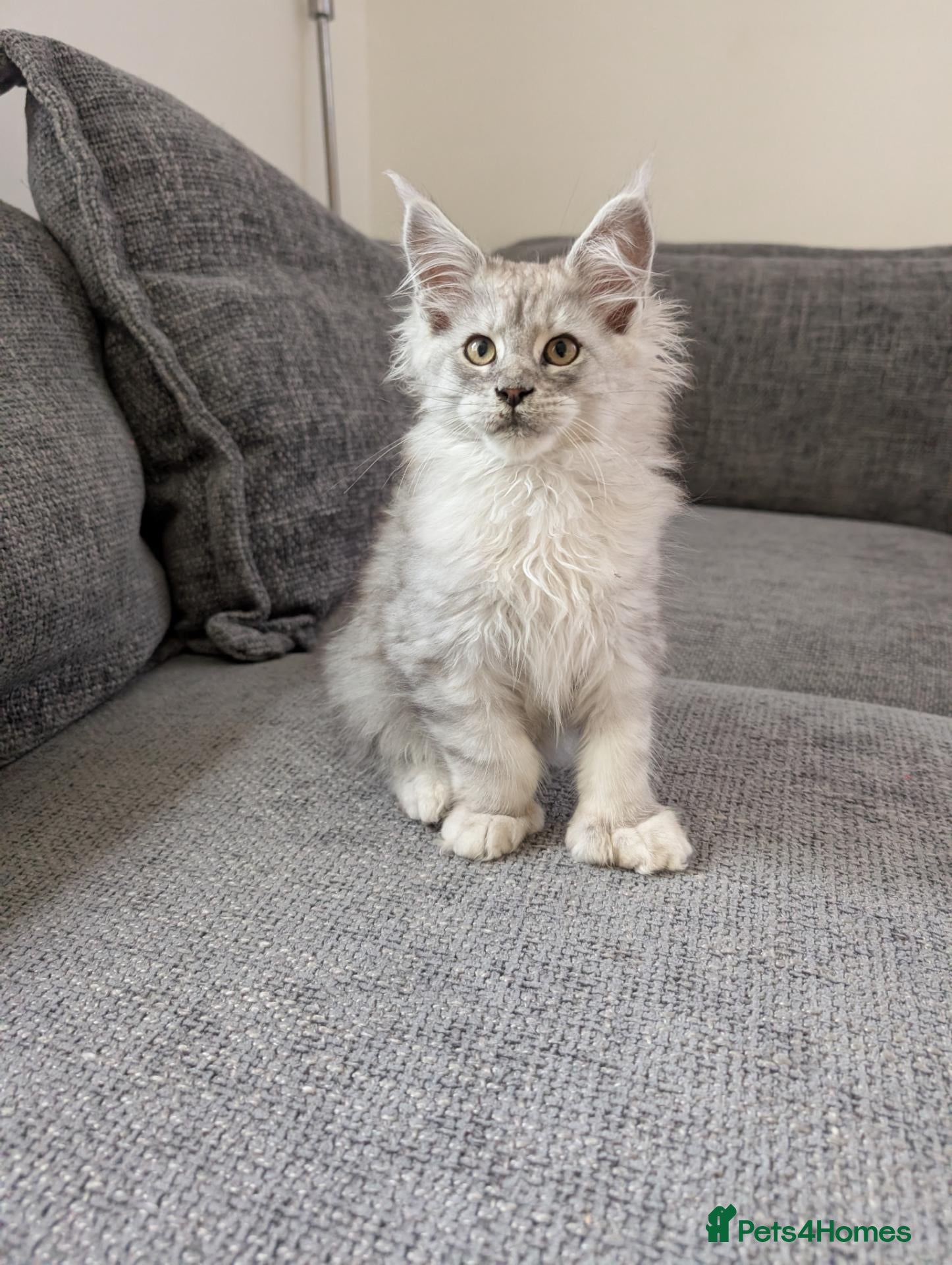 Maine Coon cats TICA Registered Maine Coon Kittens  - Advert 8