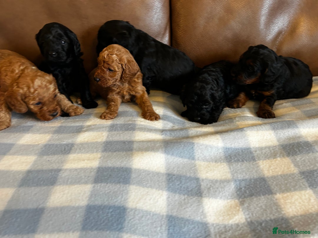 Cockapoo dogs for sale: Toy Cockapoo’s  - Advert 16