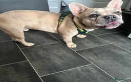 French Bulldog dogs for sale: 14 month fawn merle frenchbulldog DWKCREGISTERED  - Image 7