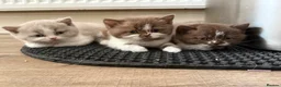 British Shorthair cats for sale: Beautiful British shorthairs  - Advert 3