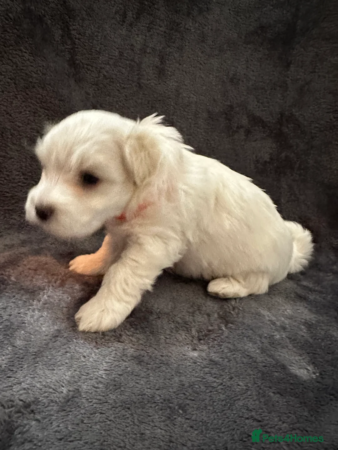 Bichon Frise dogs for sale: Adorable Bichon Frise Puppies - Advert 26
