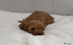 Cavapoo dogs for sale: Dream Cavapoo puppies, DNA Clear, Home Raised - Image 11