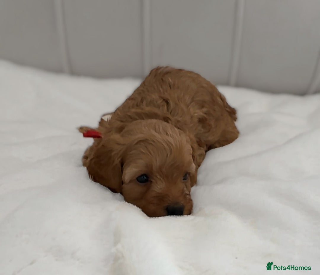 Cavapoo dogs for sale: Dream Cavapoo puppies, DNA Clear, Home Raised - Image 11