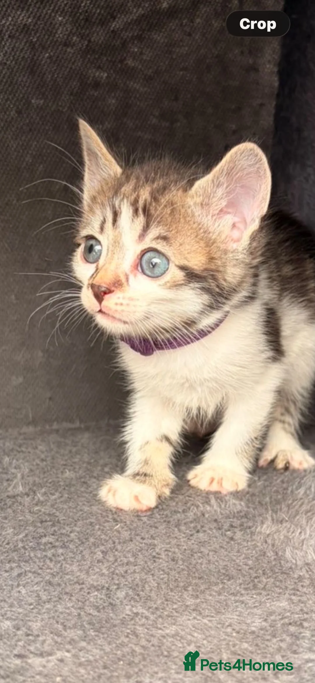 Mixed Breed cats for sale: Kittens  in Liverpool - Advert 2