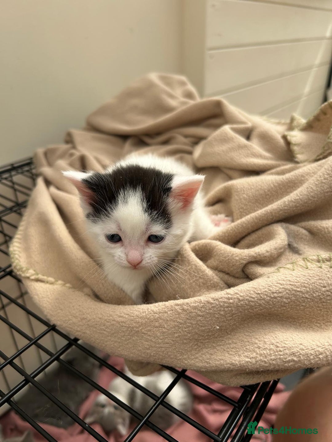 Mixed Breed cats for sale: Kittens - Image 11