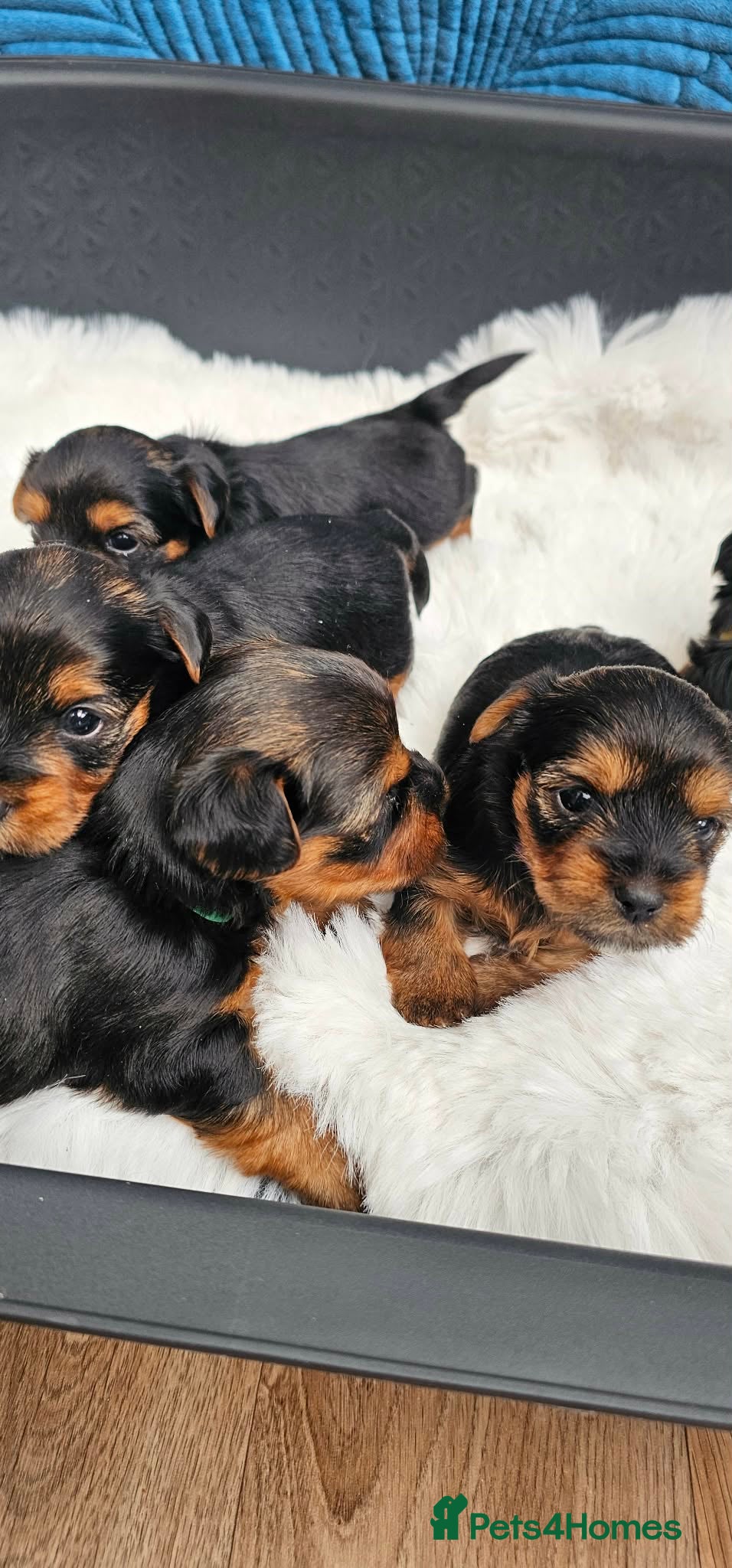 Yorkshire Terrier dogs Pure Bread Perfect looking Yorkshire Terrier Pups - Advert 1