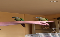 Conures birds for sale: Baby silly tame green cheek conures  - Image 6