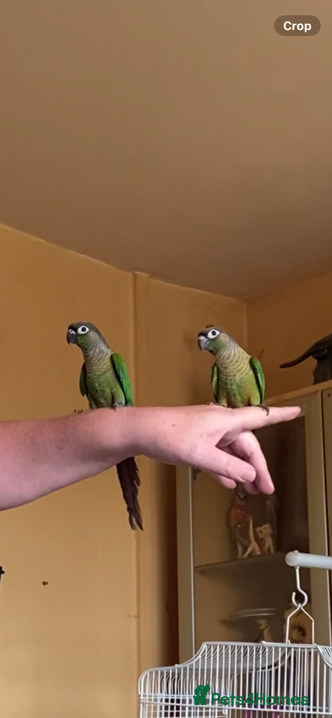 Conures birds for sale: Baby silly tame green cheek conures  - Image 6