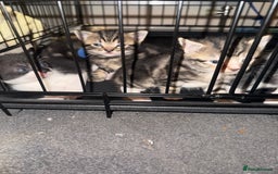 Mixed Breed cats for sale: Kittens for sale can go sept 7th - Image 12