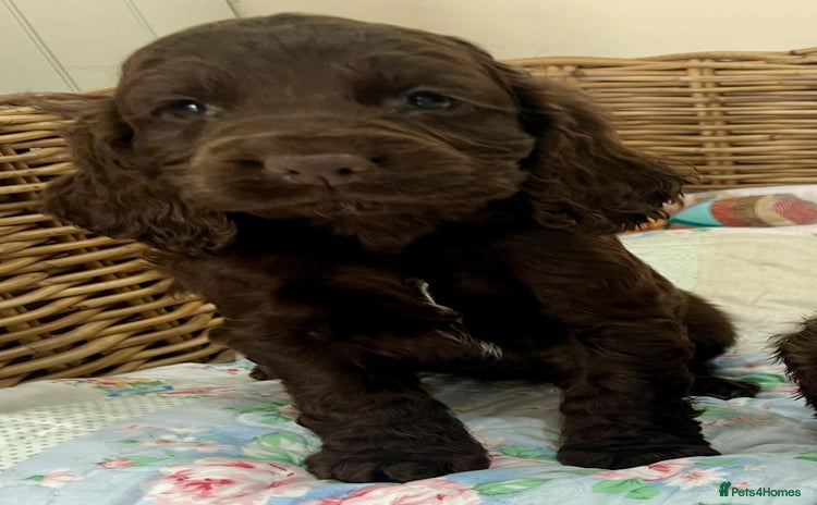 Cocker Spaniel dogs - Advert 2