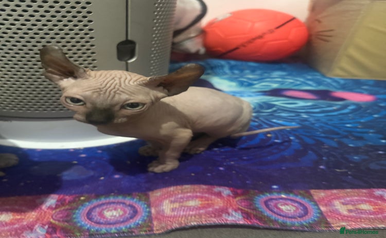 Sphynx cats - Advert 1