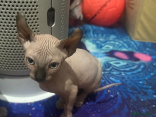 Sphynx cats for sale - Advert 1