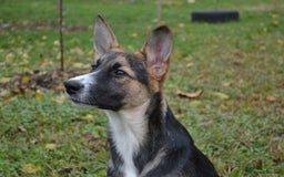 Mixed Breed dogs for adoption: ❤️🐶Busia- 6(7) month lower-medium girl ❤️🐶 - Advert 8