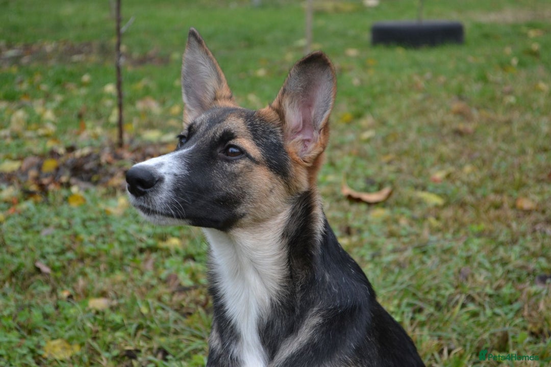 Mixed Breed dogs for adoption: ❤️🐶Busia- 6(7) month lower-medium girl ❤️🐶 - Advert 8
