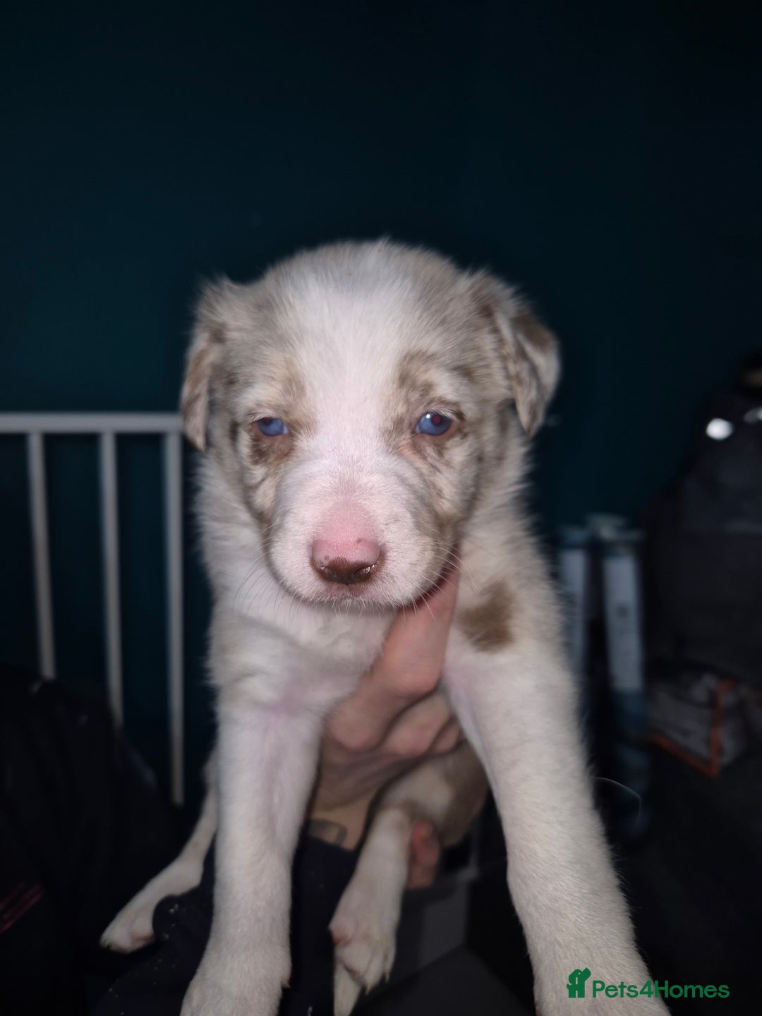Border Collie dogs for sale: Border collie blue merle puppies  - Advert 6