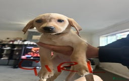 Labrador Retriever dogs for sale: Labrador  - Image 5
