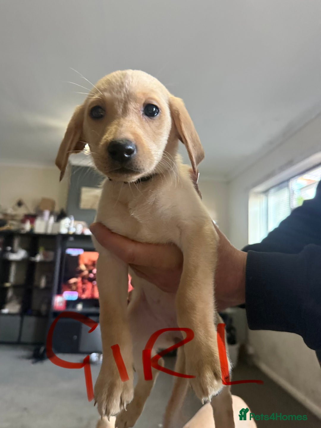 Labrador Retriever dogs for sale: Labrador  - Image 5