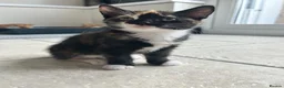 Mixed Breed cats for sale: 1 girl left looking for her new home  - Advert 4
