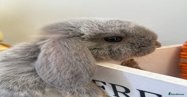Mini Lop rabbits - Advert 2
