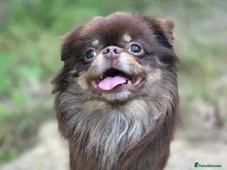 Mixed Breed dogs Chizer Puppies Rare Mix Both Parent's Can Be Seen - Advert 7