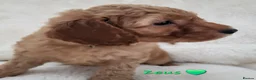 Cockapoo dogs for sale: Beautiful Home-Raised F1b toy Cockapoo Puppies  - Advert 14