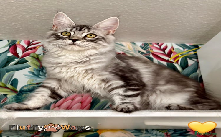 Maine Coon cats - Advert 2
