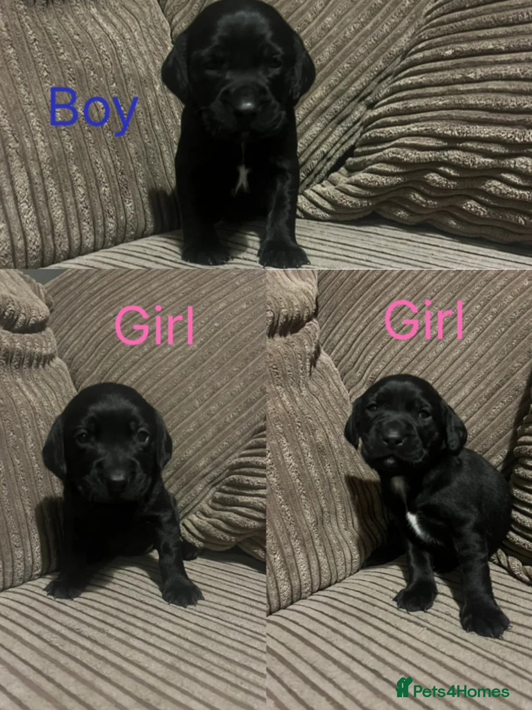 Springador dogs for sale: Springador Pups  - Advert 1