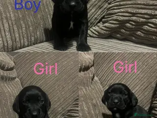 Springador dogs Springador Pups - Advert 2