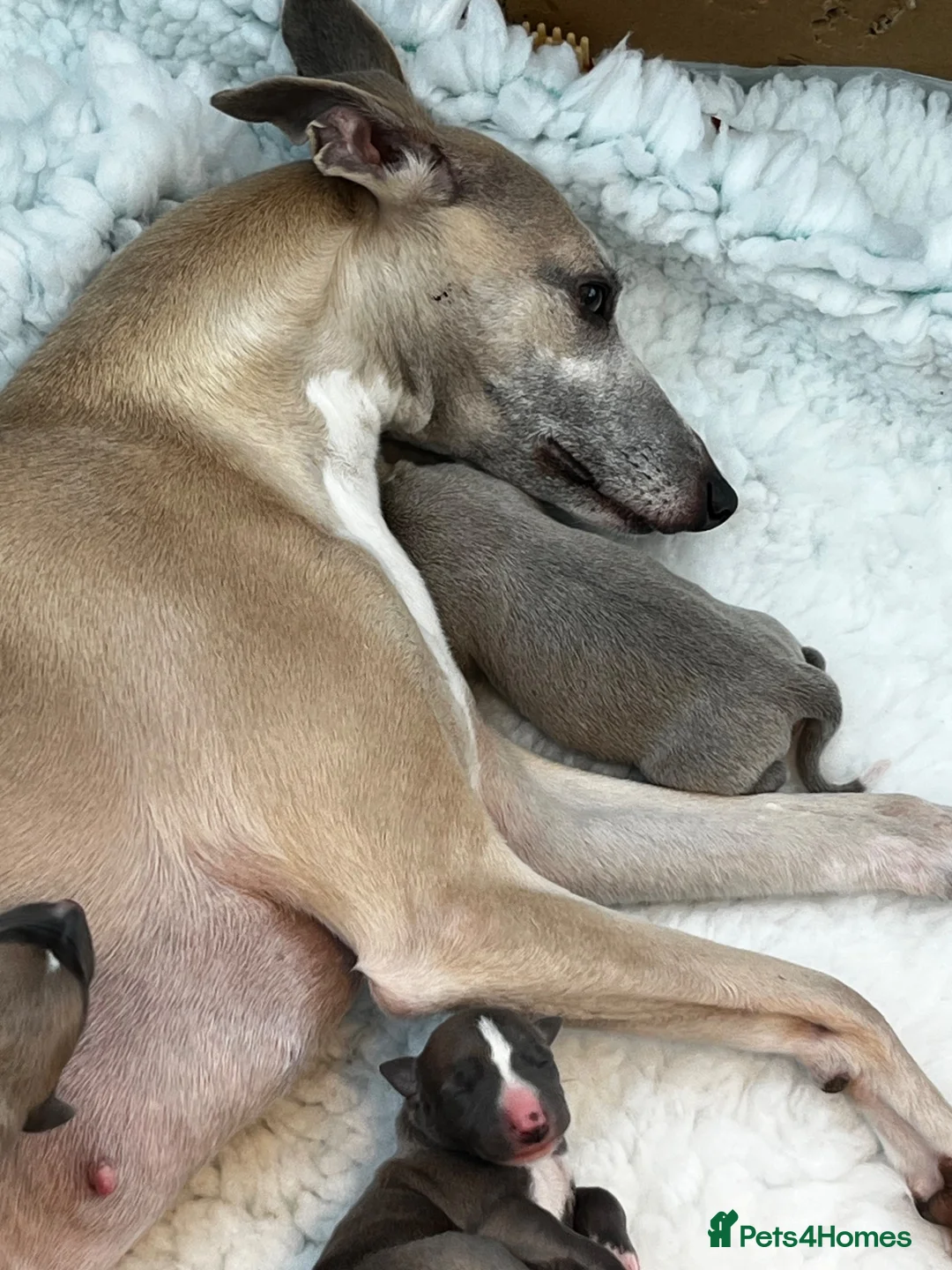 Whippet dogs for sale: KC Registered Whippet Puppies   - Advert 5