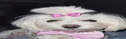 Maltese dogs for sale: LAST ONE BOY LEFT - Ready to go to lovely home - Advert 2