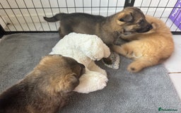 German Shepherd dogs for sale: German Shepherd Puppies  - Image 21