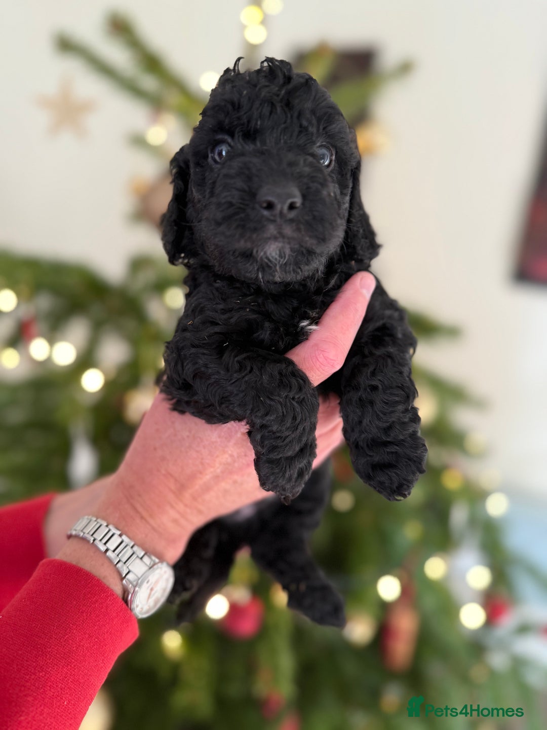 Cockapoo dogs for sale: Beautiful Merle & Black F2 Cockapoo puppies  - Advert 9