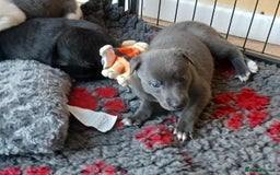 Whippet dogs for sale: Beautiful blue whippet puppy - Image 9
