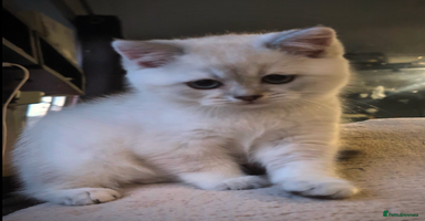 British Shorthair cats - Advert 11