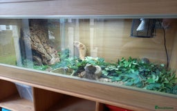 Bearded Dragon reptiles for sale: Bearded Dragon with 4ft vivarium - Image 5