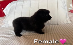 Pomeranian dogs for sale: 3 STUNNING POMERANIANS 1 MALE 2 FEMALE  - Image 6