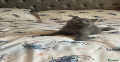 British Shorthair cats Gorgeous health tested British Blue short/longhair - Advert 16