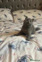 British Shorthair cats Gorgeous health tested British Blue short/longhair - Advert 1