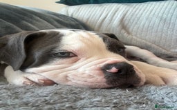 Olde English Bulldogge dogs for sale: Bailey  - Image 8
