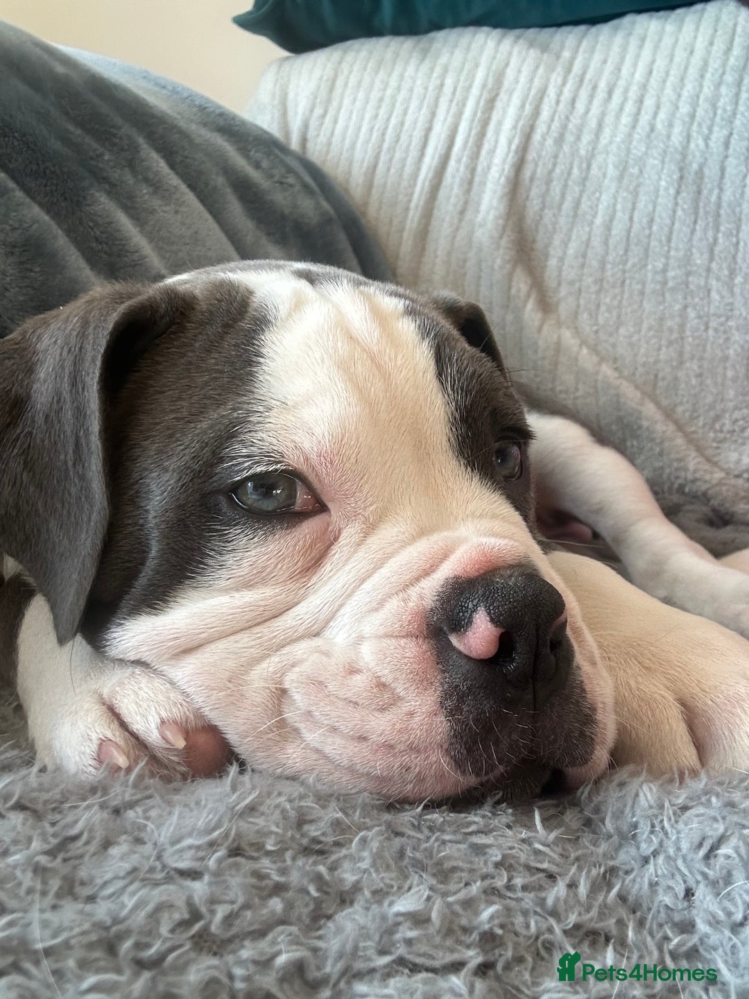 Olde English Bulldogge dogs for sale: Bailey  - Image 8