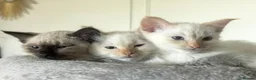Ragamese cats for sale: Flame Point Ragamese Kittens in Accrington - Advert 4