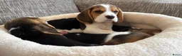 Beagle dogs for sale: Exceptional KC Beagle puppies  - Advert 4