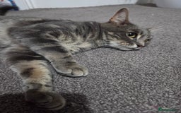 Mixed Breed cats for sale: Sweet cats search new house  - Image 6