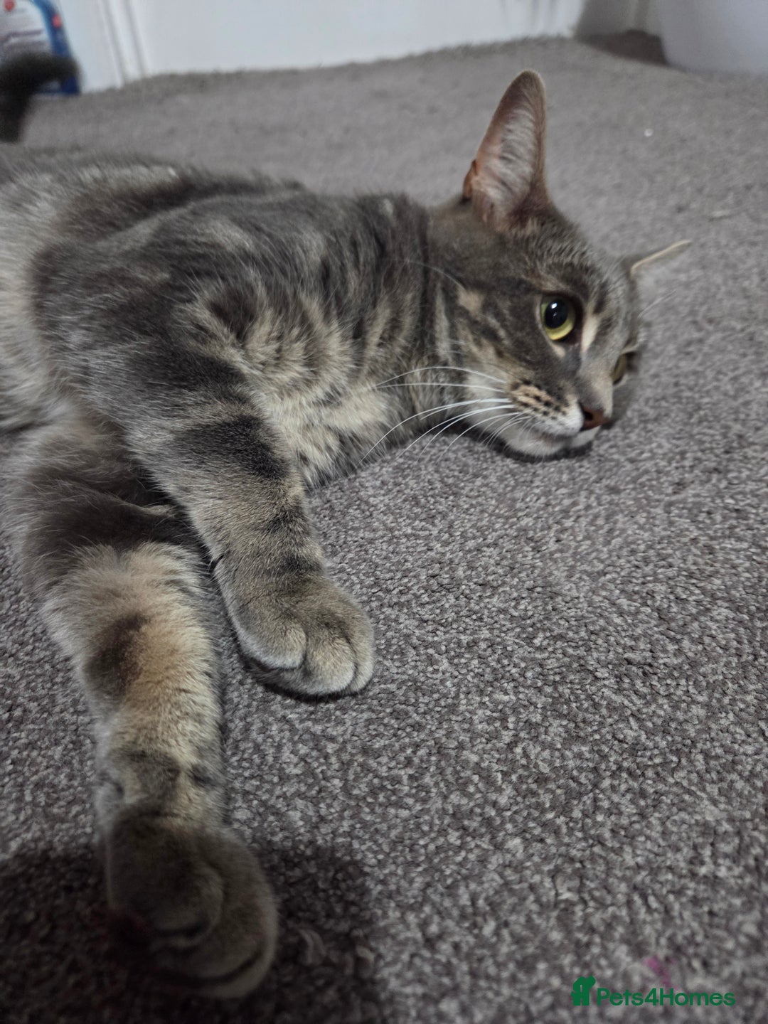 Mixed Breed cats for sale: Sweet cats search new house  - Image 6