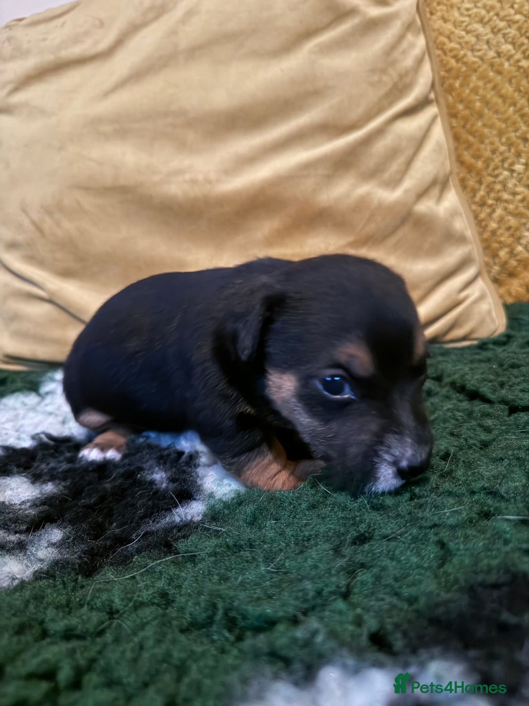 Jack Russell dogs for sale: Stunning Miniature Jack Russell Puppies  - Image 4