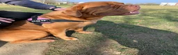 Dogue De Bordeaux dogs for sale: Dogue de Bordeaux 🐶 last 4 remaining 💙💙🩷🩷 - Advert 29