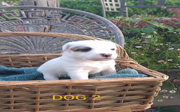 Jack Russell dogs for sale: Tremendous JRT puppies  - Image 20
