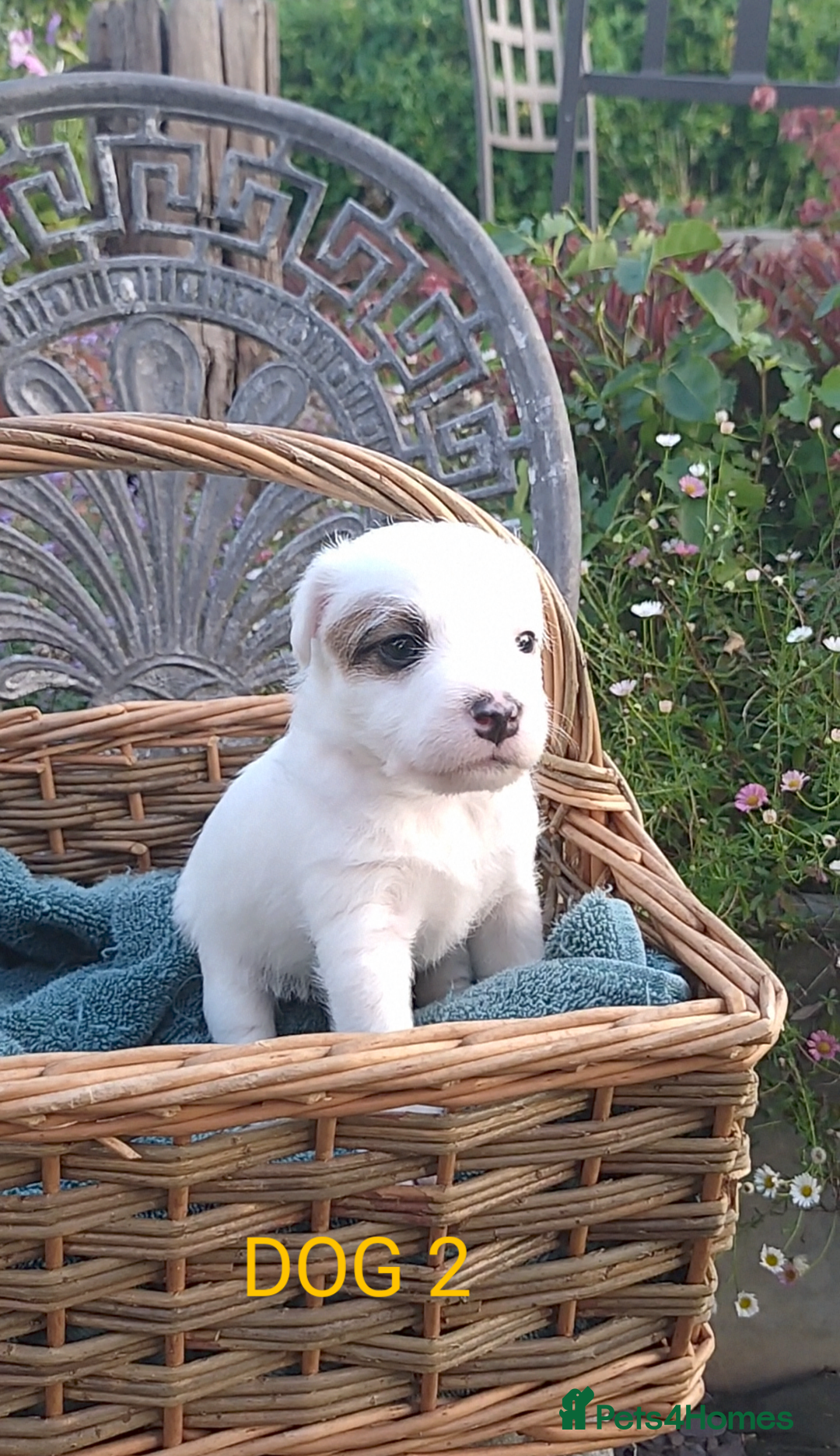 Jack Russell dogs for sale: Tremendous JRT puppies  - Image 20
