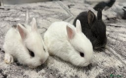 Netherland Dwarf rabbits for sale: Beautiful tamed Bunnies for sale  - Advert 5